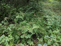 Coryphopteris simulata