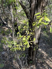 Sideroxylon lanuginosum
