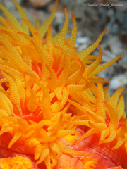 Tubastraea coccinea