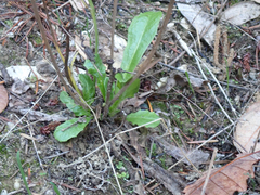 Hypochaeris radicata
