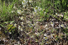 Arabidopsis suecica