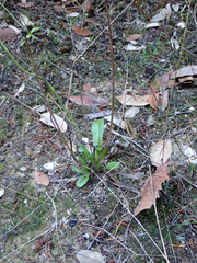 Hypochaeris radicata