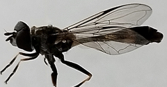 Syrphini