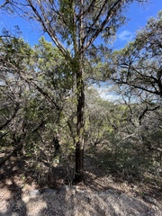 Sideroxylon lanuginosum