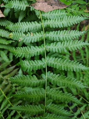 Coryphopteris simulata