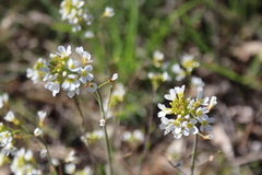 Arabidopsis suecica