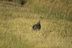 Tympanuchus phasianellus