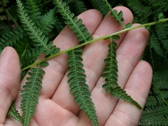 Coryphopteris simulata