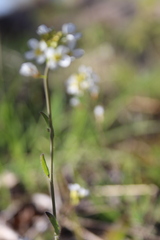 Arabidopsis suecica