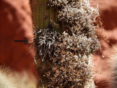 Tillandsia pedicellata