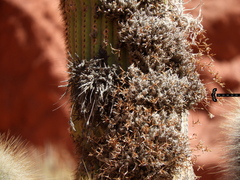 Tillandsia capillaris