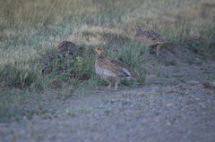 Tympanuchus phasianellus