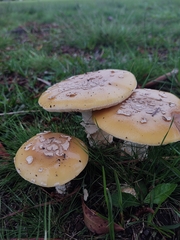 Amanita
