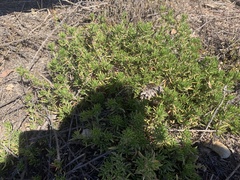 Myoporum parvifolium