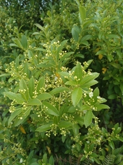 Ilex boliviana