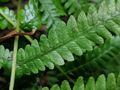 Coryphopteris simulata