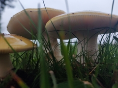 Amanita