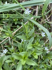 Stellaria pubera