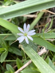 Stellaria pubera