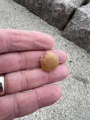 Dinocardium robustum