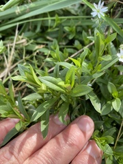 Stellaria pubera