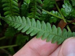 Coryphopteris simulata