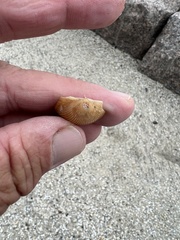 Dinocardium robustum