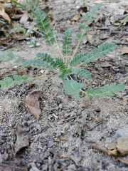 Achillea filipendulina