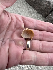 Dinocardium robustum