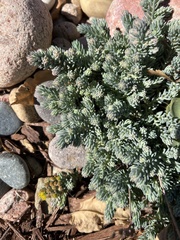 Petrosedum