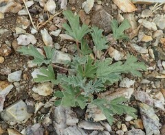 Sphaeralcea grossulariifolia