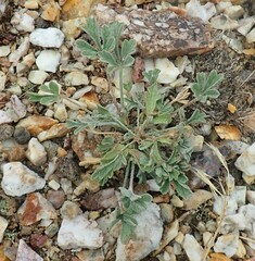 Sphaeralcea grossulariifolia