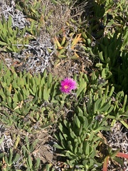 Carpobrotus chilensis