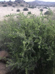 Gymnosporia buxifolia