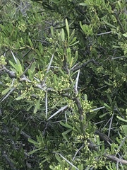 Gymnosporia buxifolia