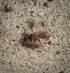 Miscophini