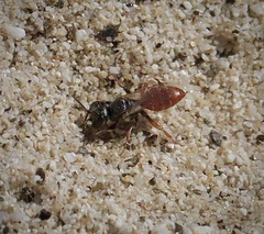 Miscophini