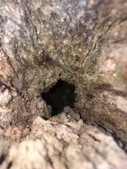 Colaptes melanochloros