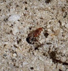 Miscophini