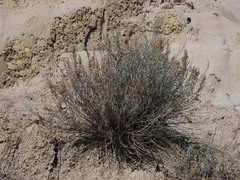 Artemisia longifolia