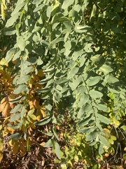 Chrysaster ostensackenella