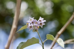 Solanum paniculatum