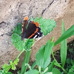Vanessa atalanta