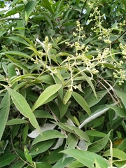Buddleja parviflora