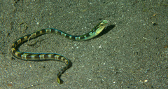 Xiphasia setifer