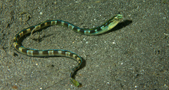 Xiphasia setifer