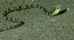 Xiphasia setifer