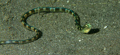 Xiphasia setifer
