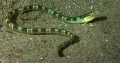 Xiphasia setifer