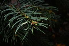 Abies concolor